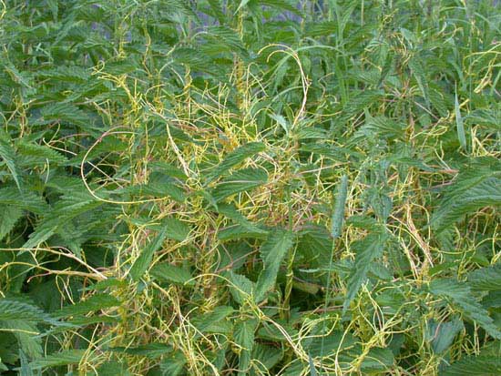  Image name: vilucchio3.jpg 
 width: 550 pixel 
 height: 413 pixel 
 Size: 107717 bytes 
 Click to enlarge 